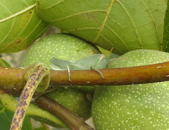 Anacridium aegyptium