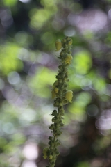 Verbascum phlomoides