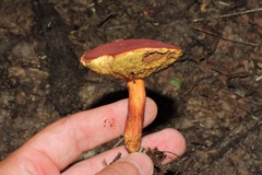 Hortiboletus rubellus