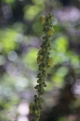 Verbascum phlomoides