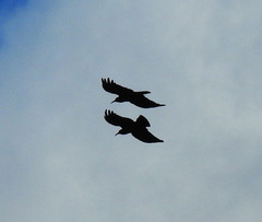 Pyrrhocorax pyrrhocorax