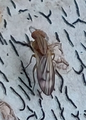Opomyza
