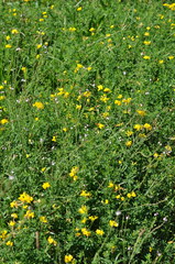 Lotus corniculatus