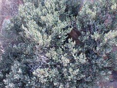 Euclea crispa ovata