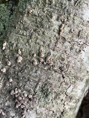 Jackrogersella cohaerens