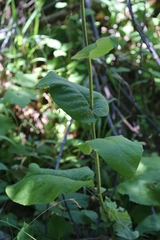 Verbascum phlomoides