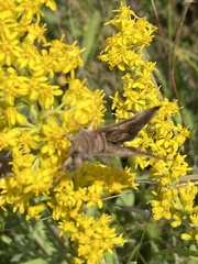 Anagrapha falcifera