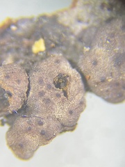 Jackrogersella cohaerens