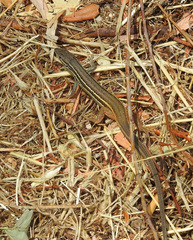 Psammodromus algirus