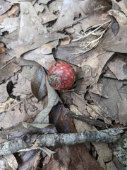 Amphibolips quercusjuglans