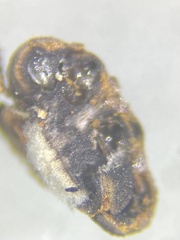 Jackrogersella cohaerens