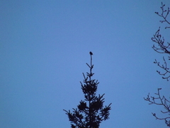 Glaucidium gnoma