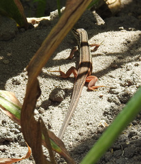 Psammodromus algirus