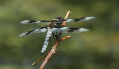 Libellula forensis