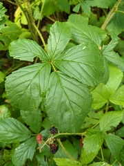 Rubus allegheniensis