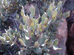 Euclea crispa ovata