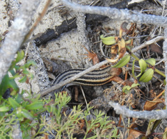Psammodromus algirus