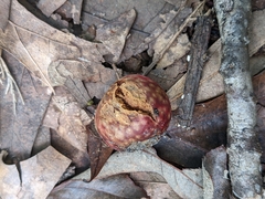 Amphibolips quercusjuglans