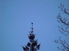 Glaucidium gnoma