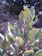 Euclea crispa ovata