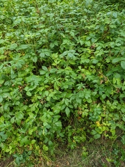 Rubus allegheniensis