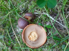 Suillus clintonianus
