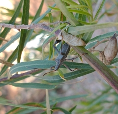 Leptoglossus oppositus