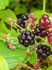 Rubus allegheniensis