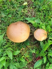 Leccinum duriusculum