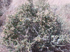 Melolobium microphyllum