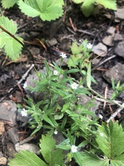 Microsteris gracilis