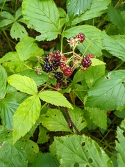 Rubus allegheniensis