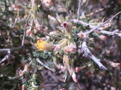 Melolobium microphyllum