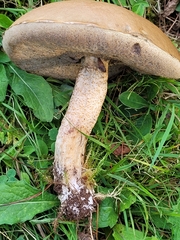 Leccinum duriusculum