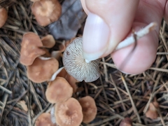 Agaricaceae