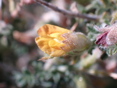 Melolobium microphyllum
