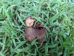 Boletinellus merulioides