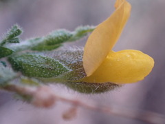 Melolobium microphyllum