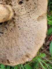 Leccinum duriusculum