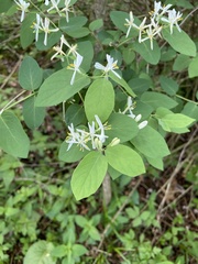 Lonicera morrowii