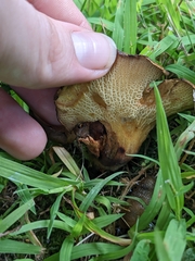 Boletinellus merulioides