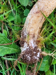 Leccinum duriusculum