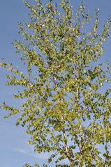 Betula pendula