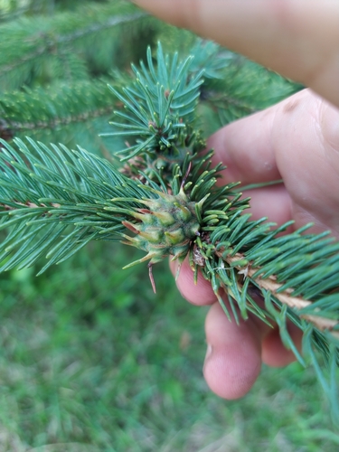 Pineapple-gall Adelgid photo 5