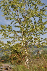 Betula pendula