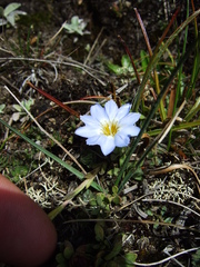 Gentiana sedifolia