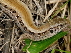 Lacerta agilis