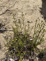 Dieteria canescens