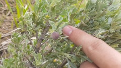 Rhopalomyia pomum
