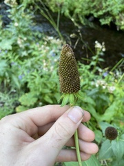 Rudbeckia occidentalis